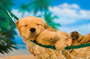 Pets Relax and Restore Psychological Health